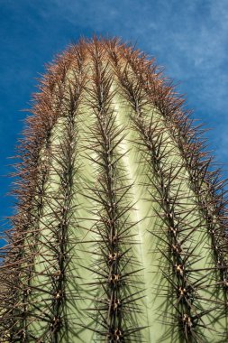 Üç Dev Saguaros (Carnegiea Gigantea), dikenli bir kaktüs sapının yakın çekimi. Organ Borusu Kaktüsü Ulusal Anıtı, Arizona, ABD