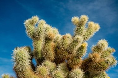 Teddy bear cholla (Cylindropuntia bigelovii). Cholla Cactus Garden at Joshua Tree National Park. California