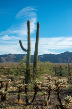 Arizona 'da büyük bir kaktüs mavi gökyüzüne karşı, çöl manzarası. Çölde Saguaro Kaktüsleri (Carnegiea gigantea), ABD