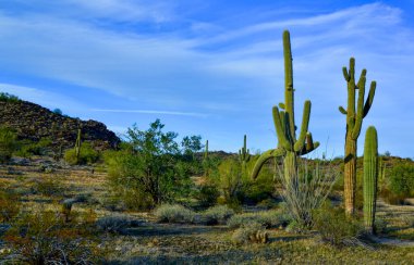 Arizona 'da büyük bir kaktüs mavi gökyüzüne karşı, çöl manzarası. Çölde Saguaro Kaktüsleri (Carnegiea gigantea), ABD