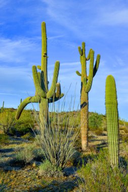 Arizona 'da büyük bir kaktüs mavi gökyüzüne karşı, çöl manzarası. Çölde Saguaro Kaktüsleri (Carnegiea gigantea), ABD