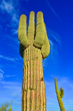 Çölde Saguaro Kaktüsü (Carnegiea Gigantea), ABD 'nin Arizona çölünde kışın mavi gökyüzüne karşı dev bir kaktüs.