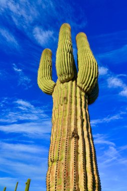 Çölde Saguaro Kaktüsü (Carnegiea Gigantea), ABD 'nin Arizona çölünde kışın mavi gökyüzüne karşı dev bir kaktüs.
