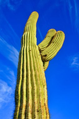 Çölde Saguaro Kaktüsü (Carnegiea Gigantea), ABD 'nin Arizona çölünde kışın mavi gökyüzüne karşı dev bir kaktüs.