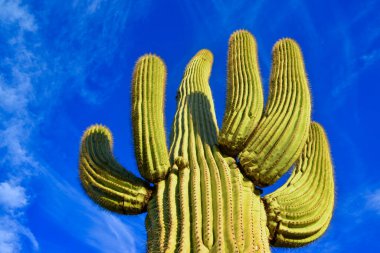 Çölde Saguaro Kaktüsü (Carnegiea Gigantea), ABD 'nin Arizona çölünde kışın mavi gökyüzüne karşı dev bir kaktüs.