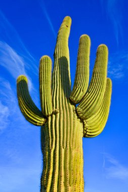 Çölde Saguaro Kaktüsü (Carnegiea Gigantea), ABD 'nin Arizona çölünde kışın mavi gökyüzüne karşı dev bir kaktüs.
