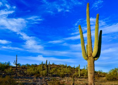 Arizona 'da büyük bir kaktüs mavi gökyüzüne karşı, çöl manzarası. Çölde Saguaro Kaktüsleri (Carnegiea gigantea), ABD