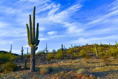 Arizona 'da büyük bir kaktüs mavi gökyüzüne karşı, çöl manzarası. Çölde Saguaro Kaktüsleri (Carnegiea gigantea), ABD