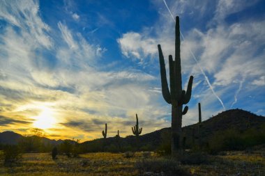 Çölde Saguaro Kaktüsü (Carnegiea Gigantea), ABD 'nin Arizona çölünde kışın mavi gökyüzüne karşı dev bir kaktüs.