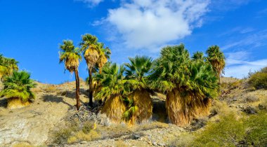 Çölde Coachella Vadisi 'nin yakınlarındaki Bin Palmiye Vahası' nda palmiye ağaçları yükseliyor. Villis palmiye vahası. Kaliforniya