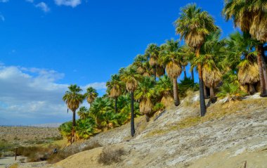 Çölde Coachella Vadisi 'nin yakınlarındaki Bin Palmiye Vahası' nda palmiye ağaçları yükseliyor. Villis palmiye vahası. Kaliforniya