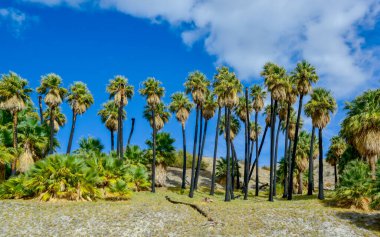Çölde Coachella Vadisi 'nin yakınlarındaki Bin Palmiye Vahası' nda palmiye ağaçları yükseliyor. Villis palmiye vahası. Kaliforniya