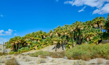 Çölde Coachella Vadisi 'nin yakınlarındaki Bin Palmiye Vahası' nda palmiye ağaçları yükseliyor. Villis palmiye vahası. Kaliforniya