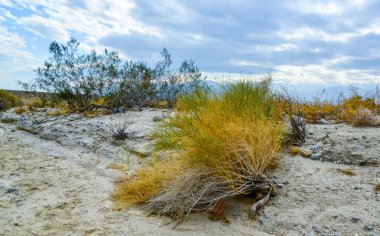 Kaliforniya çölündeki tepeler, çeşitli renklerdeki kil oluşumlarından. Çöldeki bitki örtüsü