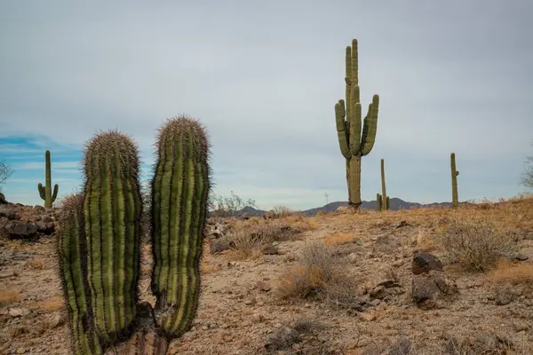 Arizona, ABD 'de bulutlu bir gökyüzünün arka planına karşı dev kaktüs Saguaro kaktüsü (Carnegiea gigantea)