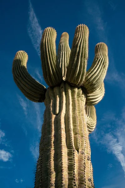 Çölde Saguaro Kaktüsü (Carnegiea Gigantea), ABD 'nin Arizona çölünde kışın mavi gökyüzüne karşı dev bir kaktüs.