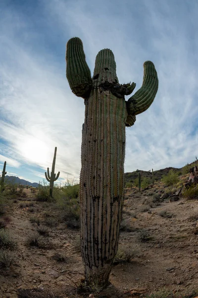 stock image Landscape of a stone desert, photo of a cactus with a Fish Eye lens, Giant cactus Saguaro cactus (Carnegiea gigantea), Arizona USA