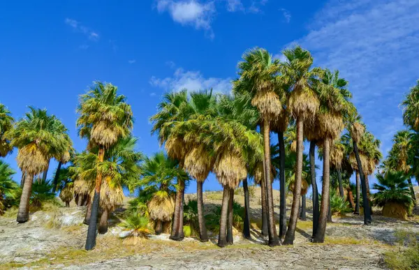 Çölde Coachella Vadisi 'nin yakınlarındaki Bin Palmiye Vahası' nda palmiye ağaçları yükseliyor. Villis palmiye vahası. Kaliforniya