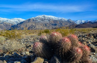 Dağ eteklerindeki taş çölde kaktüs, Echinocactus policephalus (Cottontop Kaktüsü, çok başlı fıçı kaktüsü), Arizona