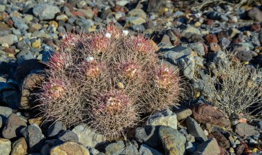Dağ eteklerindeki taş çölde kaktüs, Echinocactus policephalus (Cottontop Kaktüsü, çok başlı fıçı kaktüsü), Arizona