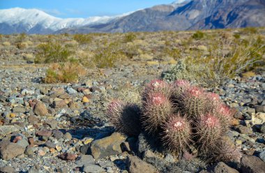 Dağ eteklerindeki taş çölde kaktüs, Echinocactus policephalus (Cottontop Kaktüsü, çok başlı fıçı kaktüsü), Arizona