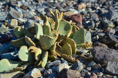 Dağ eteklerindeki taş çölde kaktüs, altın dikenli armut (Opuntia aurea, O. bazilaris var. aurea), California