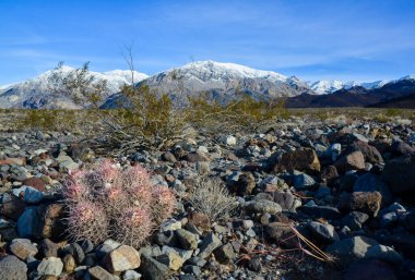 Dağ eteklerindeki taş çölde kaktüs, Echinocactus policephalus (Cottontop Kaktüsü, çok başlı fıçı kaktüsü), Arizona