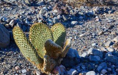 Dağ eteklerindeki taş çölde kaktüs, altın dikenli armut (Opuntia aurea, O. bazilaris var. aurea), California