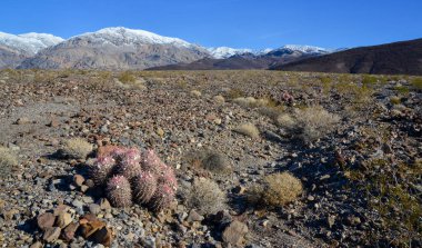 Dağ eteklerindeki taş çölde kaktüs, Echinocactus policephalus (Cottontop Kaktüsü, çok başlı fıçı kaktüsü), Arizona