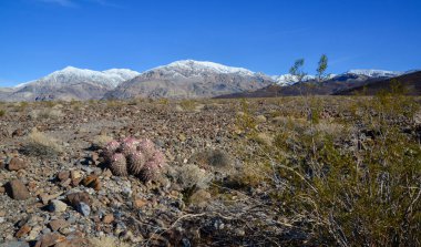 Dağ eteklerindeki taş çölde kaktüs, Echinocactus policephalus (Cottontop Kaktüsü, çok başlı fıçı kaktüsü), Arizona