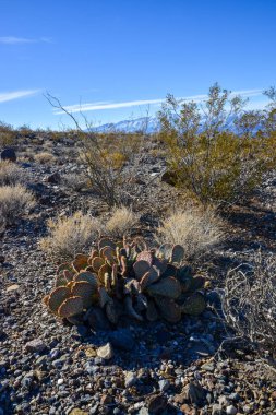 Dağ eteklerindeki taş çölde kaktüs, altın dikenli armut (Opuntia aurea, O. bazilaris var. aurea), California