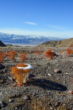 Karla kaplı bir dağ geçidinde, çöl bitkilerinin üzerine kar örtüsü. Ölüm Vadisi Ulusal Parkı, Kaliforniya