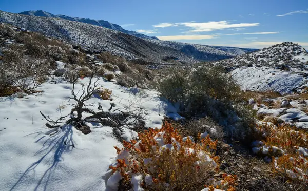 Dağlarda kar, karla kaplı dağ geçidi, yazın karın altında çöl bitkileri. Ölüm Vadisi Ulusal Parkı, Kaliforniya