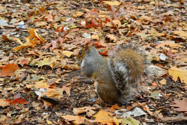 Gri Sincap (Sciurus carolinensis) parkta fındık toplar, vahşi hayvanlar, Manhattan, New York, ABD