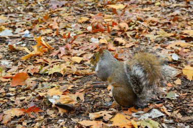 Gri Sincap (Sciurus carolinensis) parkta fındık toplar, vahşi hayvanlar, Manhattan, New York, ABD