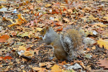 Gri Sincap (Sciurus carolinensis) parkta fındık toplar, vahşi hayvanlar, Manhattan, New York, ABD