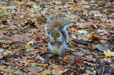 Gri Sincap (Sciurus carolinensis) parkta fındık toplar, vahşi hayvanlar, Manhattan, New York, ABD