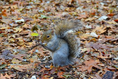 Gri Sincap (Sciurus carolinensis) parkta fındık toplar, vahşi hayvanlar, Manhattan, New York, ABD