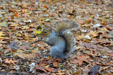 Gri Sincap (Sciurus carolinensis) parkta fındık toplar, vahşi hayvanlar, Manhattan, New York, ABD