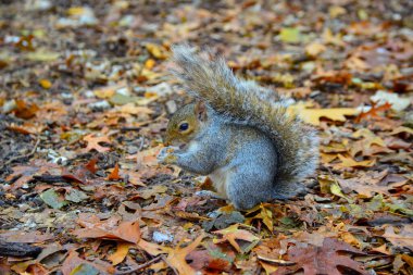 Gri Sincap (Sciurus carolinensis) parkta fındık toplar, vahşi hayvanlar, Manhattan, New York, ABD