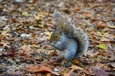 Gri Sincap (Sciurus carolinensis) parkta fındık toplar, vahşi hayvanlar, Manhattan, New York, ABD