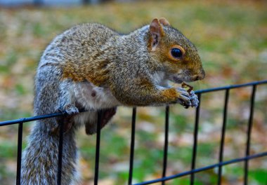 Çitteki sincap, Gri Sincap (Sciurus carolinensis) parkta fındık yiyor, vahşi hayvanlar, Manhattan, New York, ABD