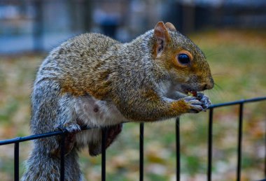 Çitteki sincap, Gri Sincap (Sciurus carolinensis) parkta fındık yiyor, vahşi hayvanlar, Manhattan, New York, ABD