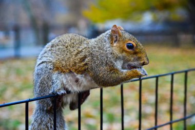 Çitteki sincap, Gri Sincap (Sciurus carolinensis) parkta fındık yiyor, vahşi hayvanlar, Manhattan, New York, ABD