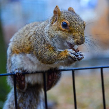 Çitteki sincap, Gri Sincap (Sciurus carolinensis) parkta fındık yiyor, vahşi hayvanlar, Manhattan, New York, ABD