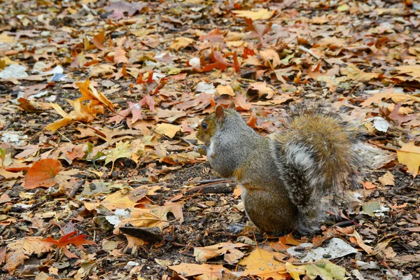 Gri Sincap (Sciurus carolinensis) parkta fındık toplar, vahşi hayvanlar, Manhattan, New York, ABD