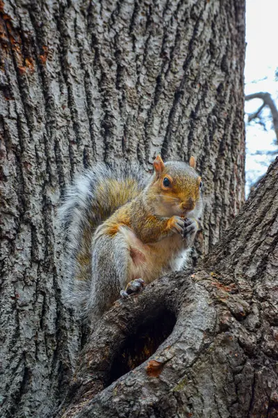 Rodent on a tree, Gray Squirrel (Sciurus carolinensis) collects nuts in the park, Wild animals, Manhattan, New York, USA