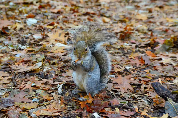 Gri Sincap (Sciurus carolinensis) parkta fındık toplar, vahşi hayvanlar, Manhattan, New York, ABD
