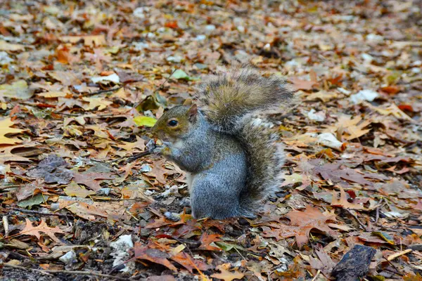 Gri Sincap (Sciurus carolinensis) parkta fındık toplar, vahşi hayvanlar, Manhattan, New York, ABD