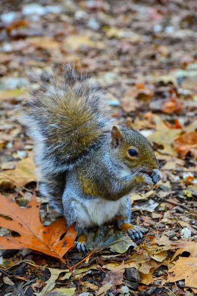 Gri Sincap (Sciurus carolinensis) parkta fındık toplar, vahşi hayvanlar, Manhattan, New York, ABD